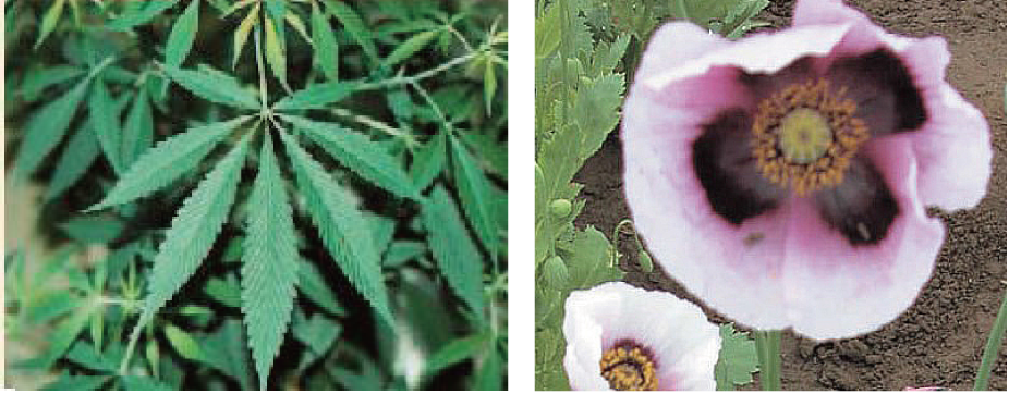 大麻とけしの画像