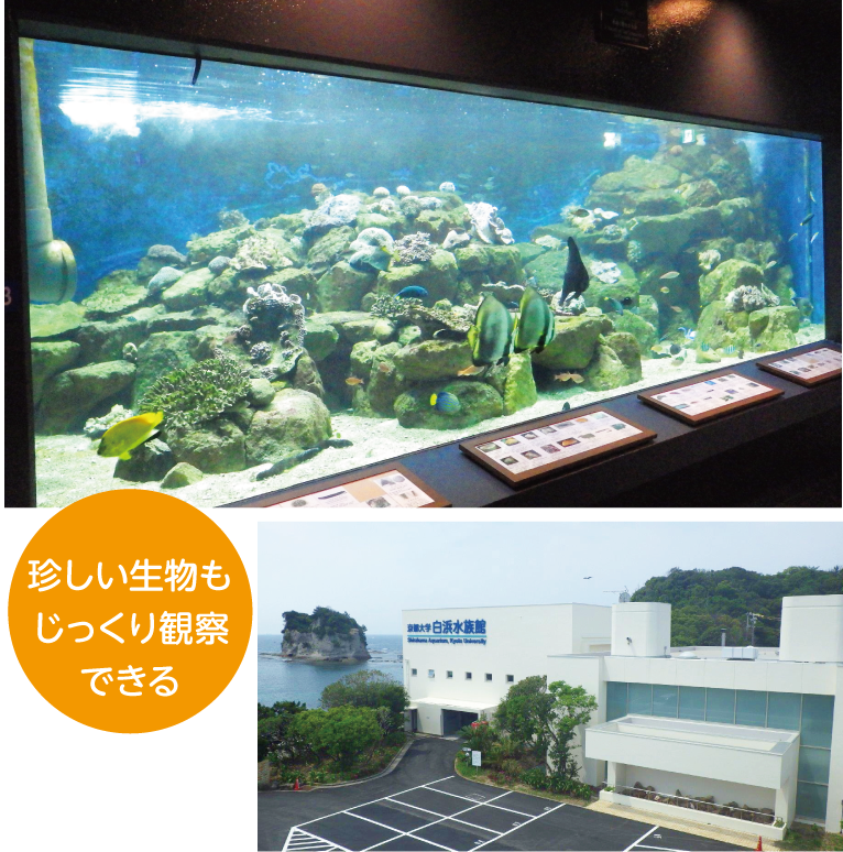 京都大学白浜水族館「珍しい生き物もじっくり観察できる」