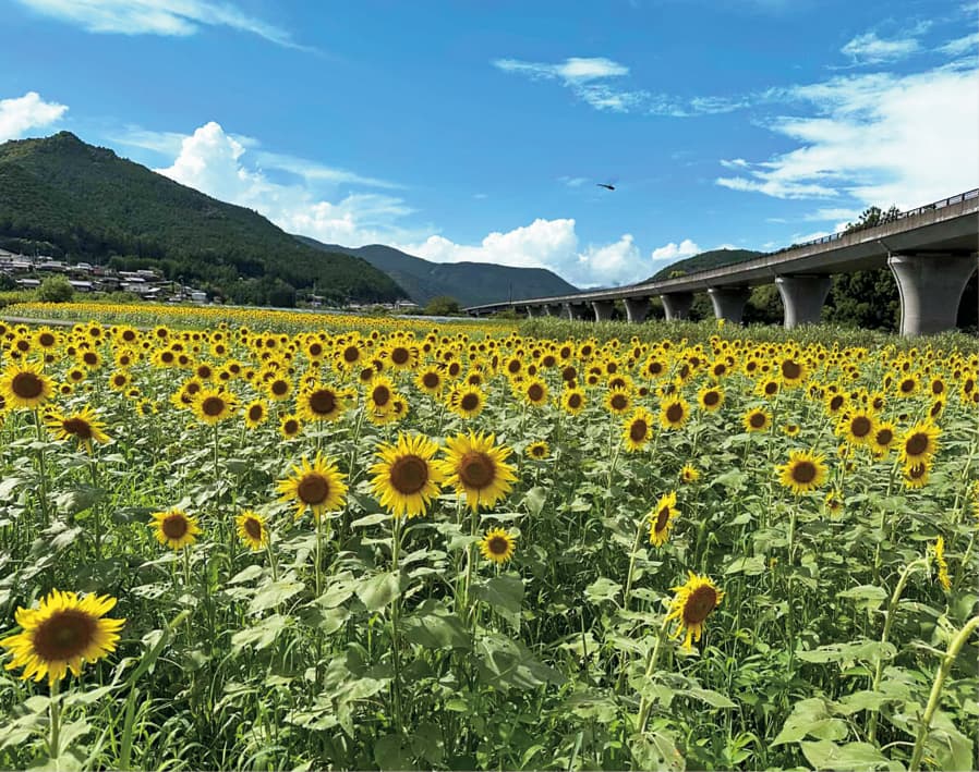 写真：復興のひまわり