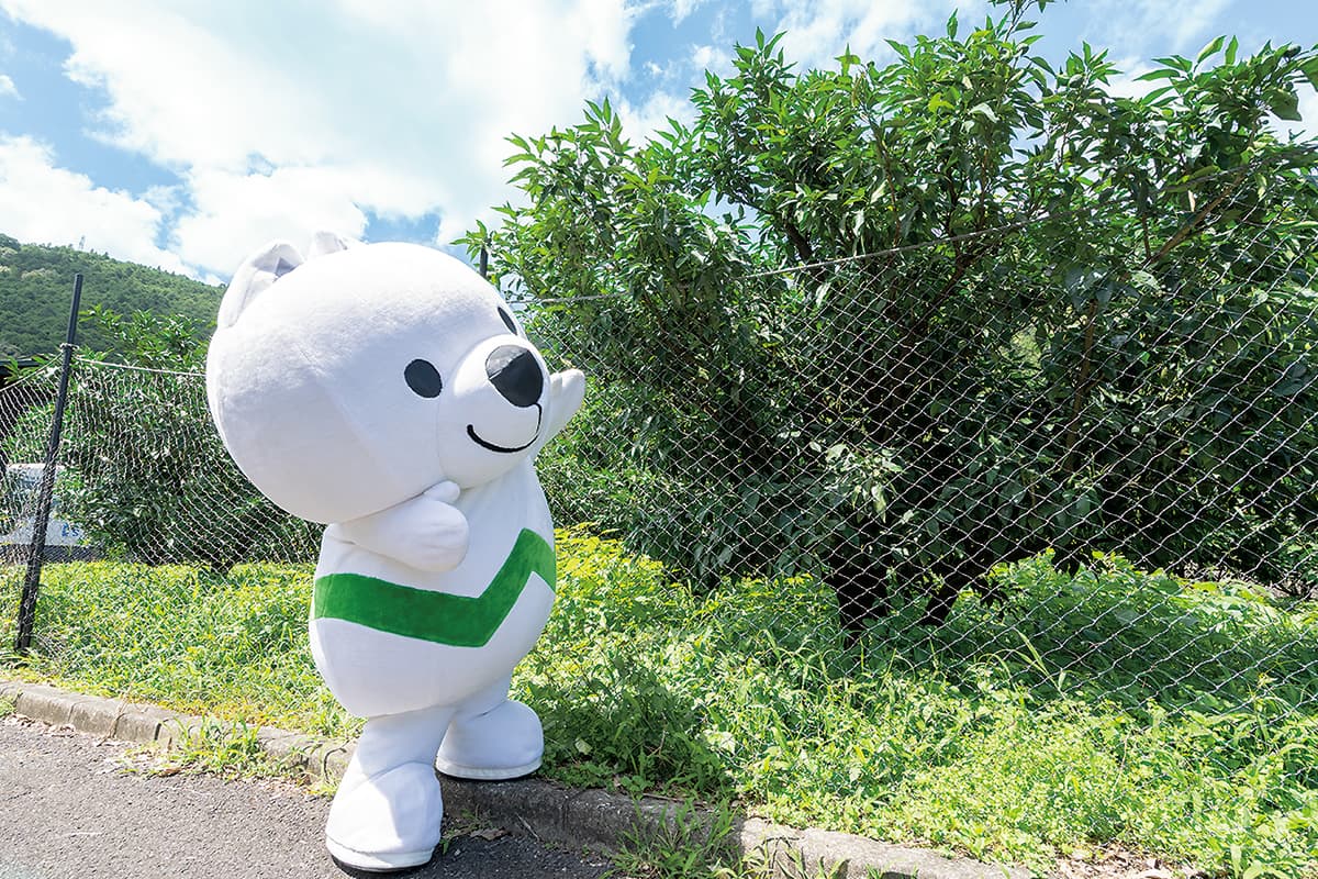 じゃばらの写真