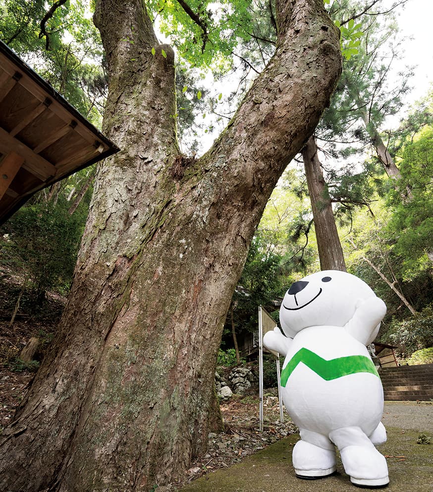 川又観音のトチノキの写真