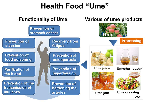 健康食品「梅」の加工食品の写真と機能性の図