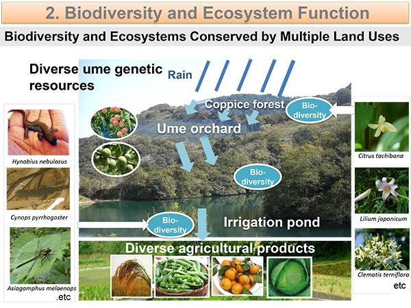 生物多様性と生態系機能の写真