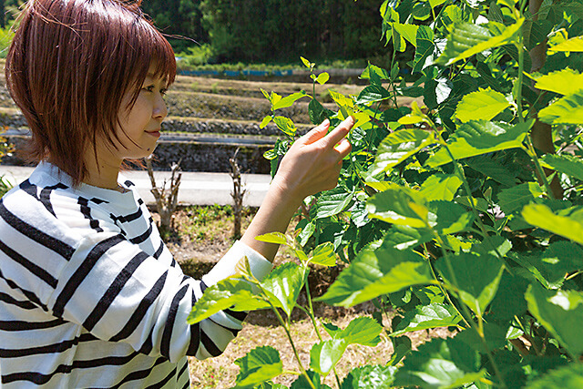 庭にある桑の木と文映さん