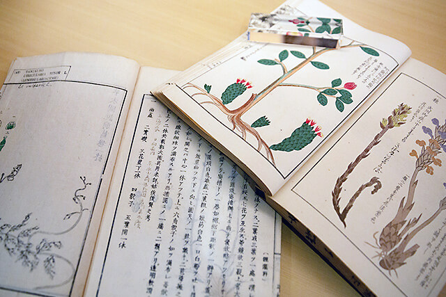 日本初の彩色植物図鑑「本草図譜」