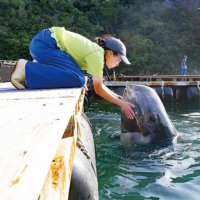 クジラショーの鯨とトレーナー