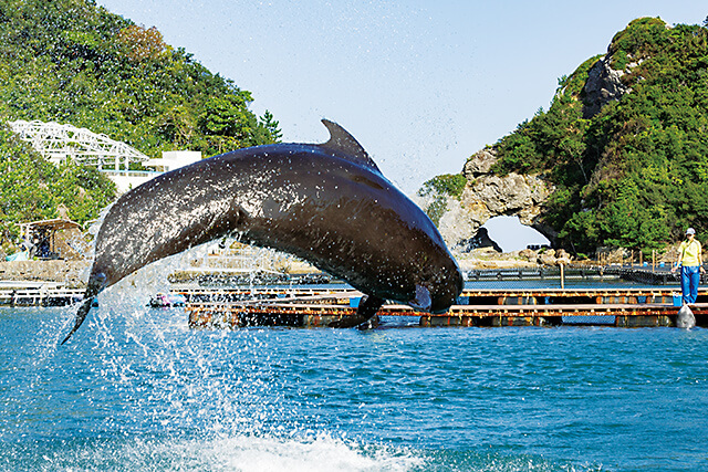 クジラショーの様子