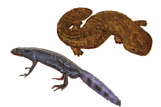 オオサンショウウオの模型とオスのアカハライモリ