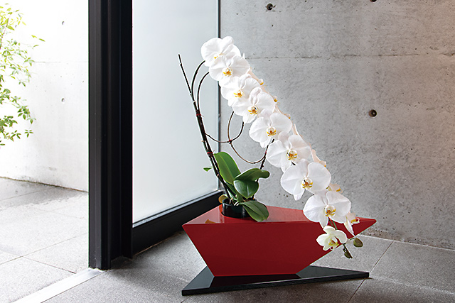 「Premier WAKAYAMA」のイメージ。胡蝶蘭 フォアス