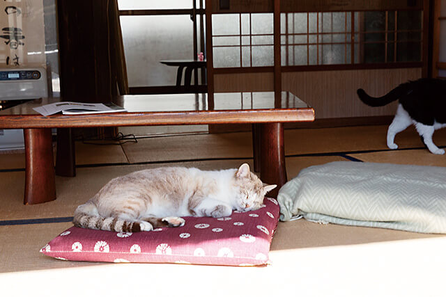  陽だまりの中、ウトウトする3匹の愛猫