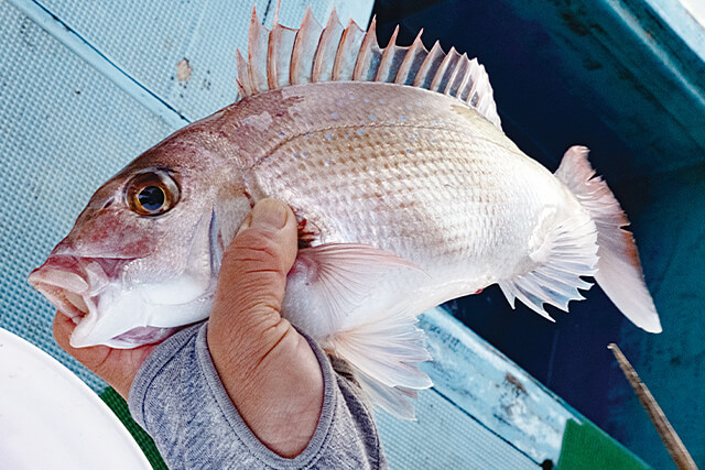 釣り上げられた真鯛