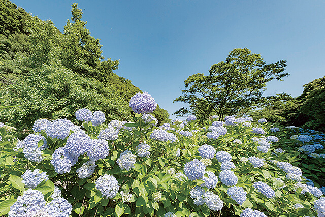 植樹祭で植えられた森林公園のアジサイ