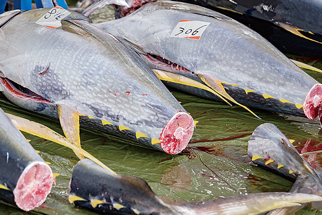 マグロの尾の断面