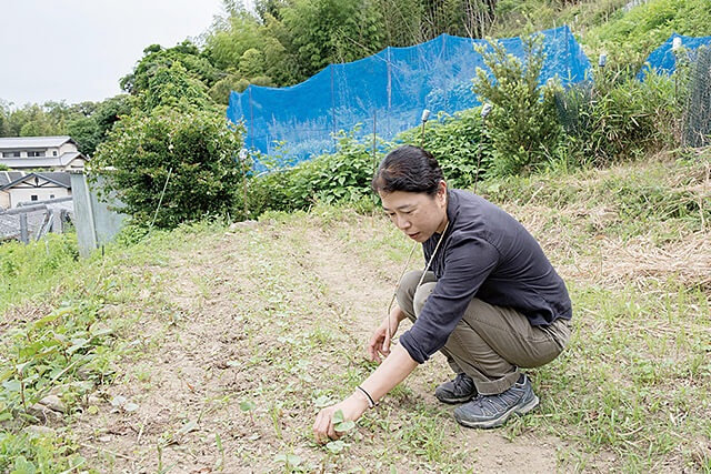 季節野菜や綿花を育てている裏の畑。畑作業をする様子
