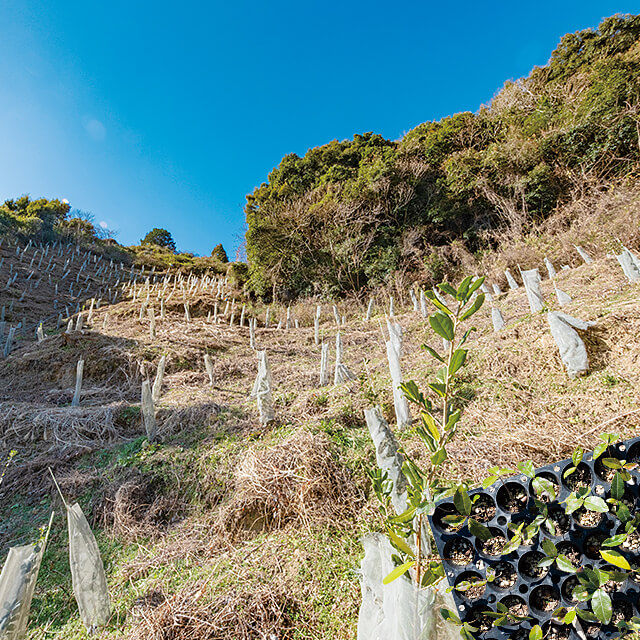 みなべ川森林組合により植栽されたウバメガシ植栽地