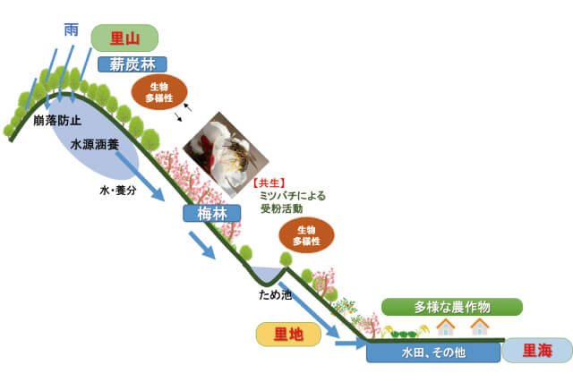 みなべ・田辺の梅システムを解説した図