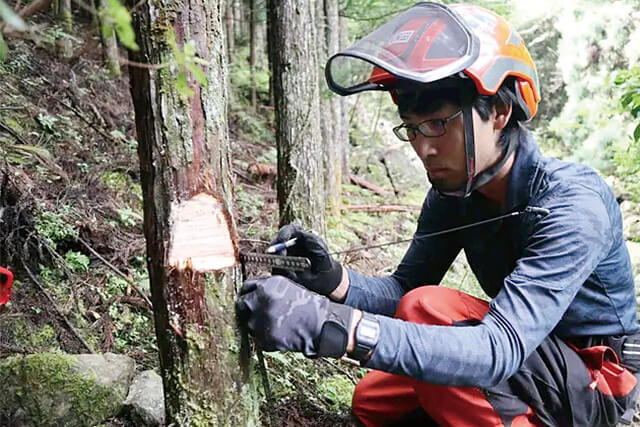 伐倒する木に印を付ける様子