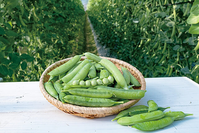 【わかやま 食の新発見】のイメージ。うすいえんどう