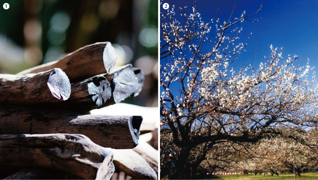 左の画像は断面に光があたる紀州備長炭の束、右の画像は白い花を咲かせた梅の木