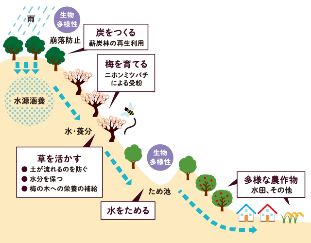 梅林