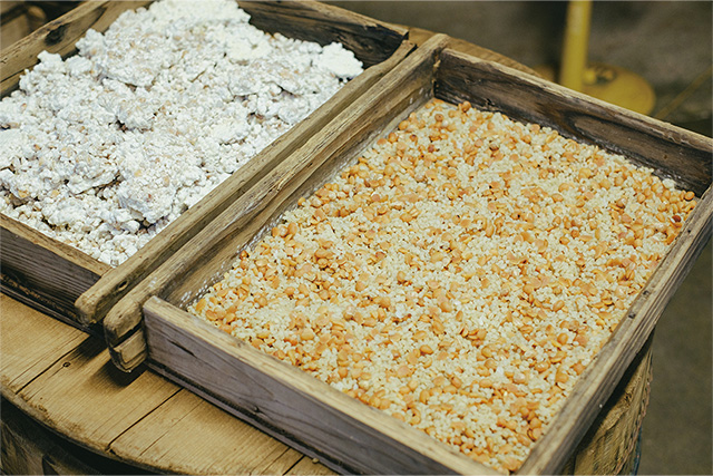 原材料となる麦麹 作業場で発酵した麹を持つ久保さん