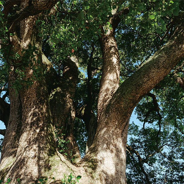 十五社(じごせ)の樟樹(くすのき)