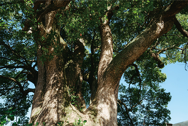 「聖地リゾート! 和歌山」のイメージ。十五社の樟樹
