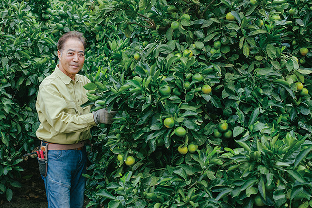 【わかやま産品 テロワール】のイメージ。有田みかん