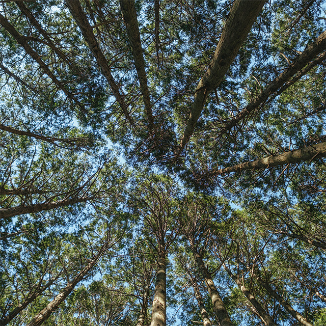 和歌山の山林から見上げた空。