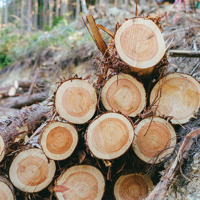 伐採された木々