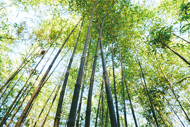 【特産品】黒竹