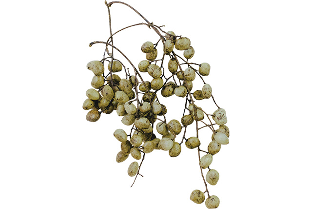 ブドウハゼの実