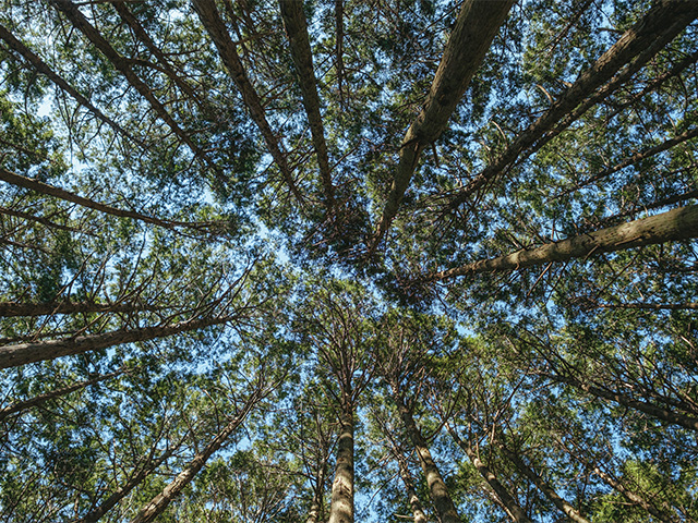 特集-1-のイメージ。和歌山の山林から見上げた空。