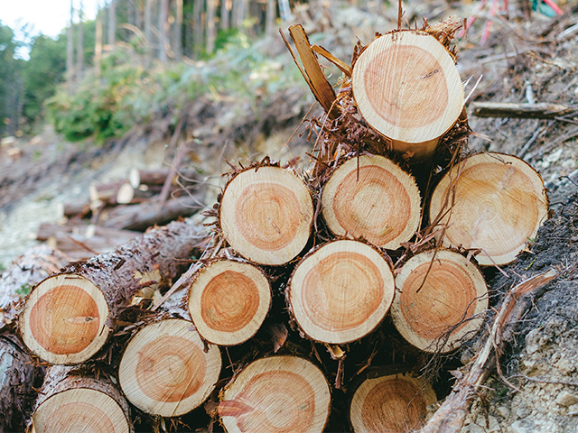 特集-3-のイメージ。木を使う