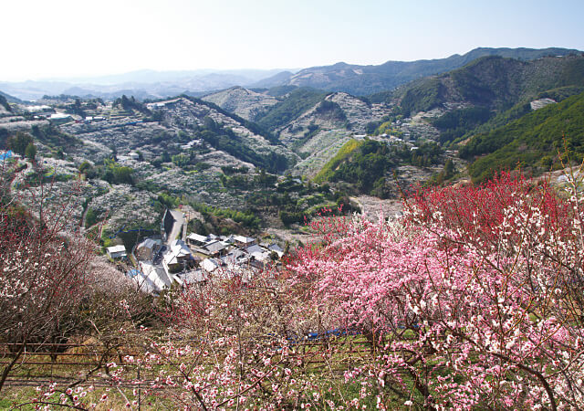 咲きほこる梅の木とそれを囲む雑木林が印象的な里山の風景