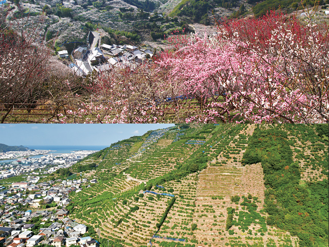 特集-3-のイメージ。和歌山の里山