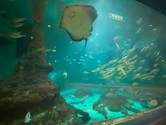 県立自然博物館リニューアル2