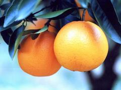 ネーブルオレンジの写真