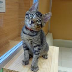 キジトラ