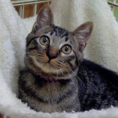キジトラ