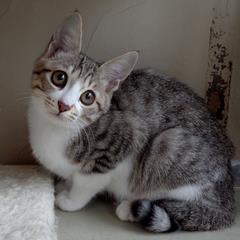 キジ白（尾ねじ）