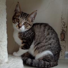 キジ白（尾長）