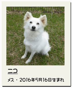 ニコ