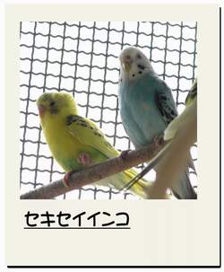インコ