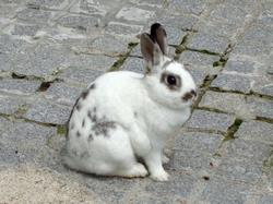 うさぎ