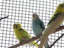 インコ
