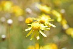 ナルトサワギクの花の写真
