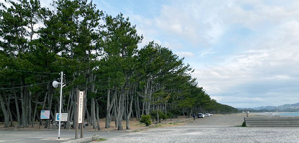 煙樹ヶ浜の松林