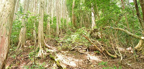 ③自然林と人工林の対照的風景