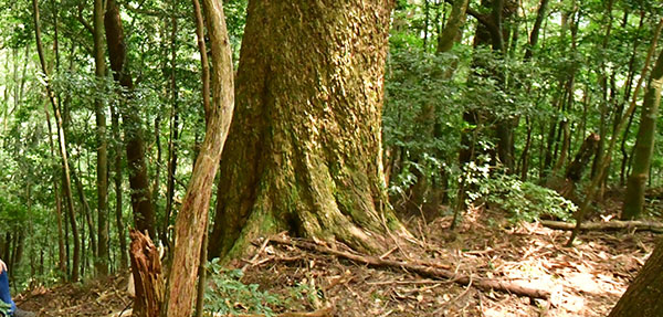 ④トガサワラの巨木